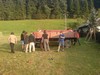 Kabát Revival...